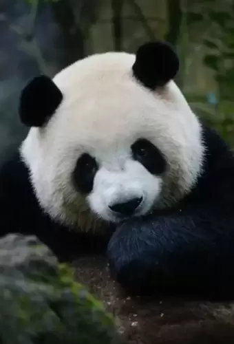 Panda Mei Lan 9