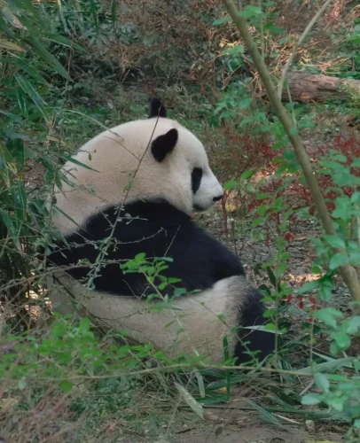 Panda Mei Lun 6