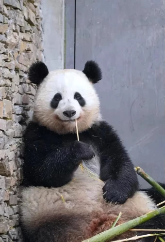 Panda Mei Mei 1