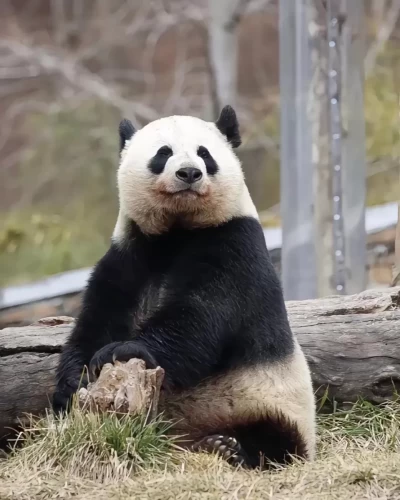Panda Mei Mei 9