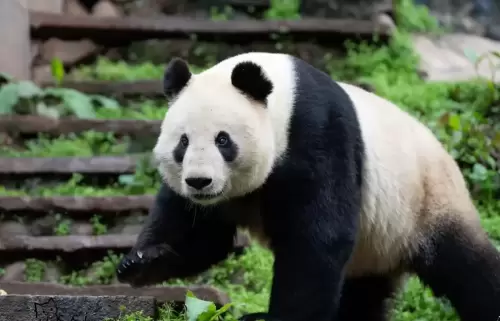 Panda Mei Sheng 3