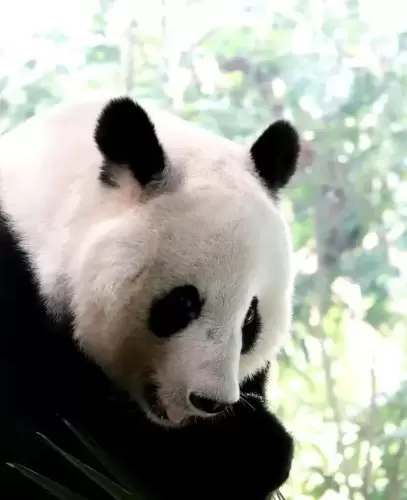 Panda Mei Sheng 9