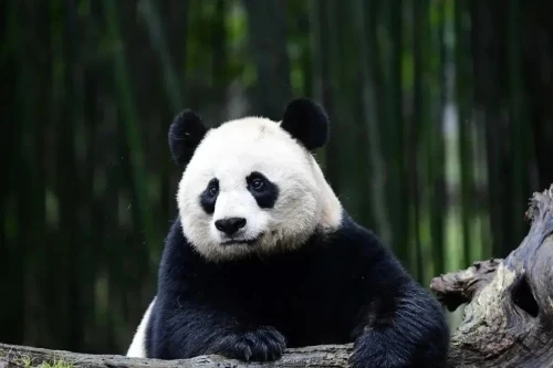 Panda Mei Xiang 15