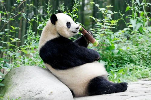 Panda Mei Xiang 18