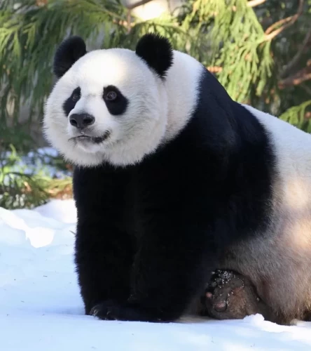 Panda Mei Xiang 4