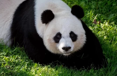 Panda Mei Xiang 6