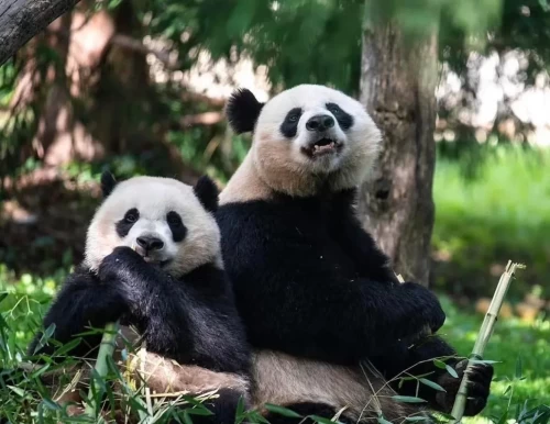 Panda Mei Xiang 9