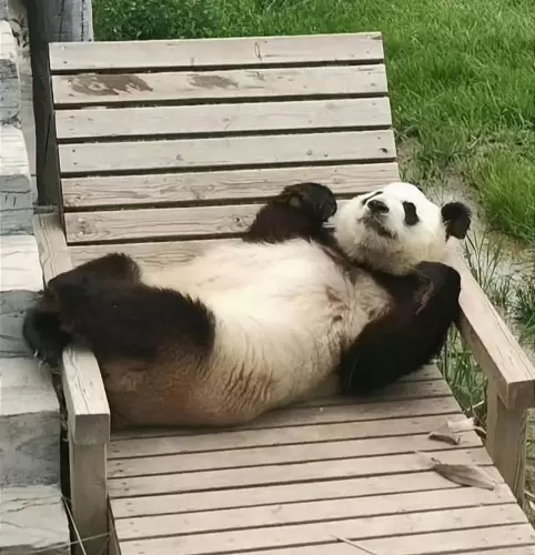 Panda Mei Xin 3