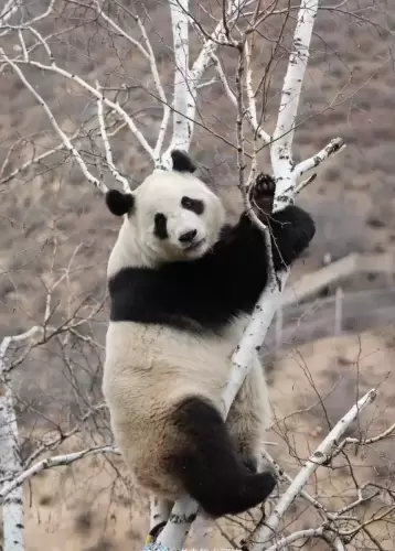 Panda Mei Xin 4