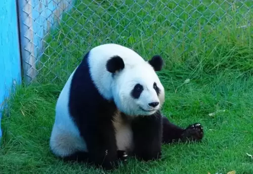 Panda Mei Xin 6