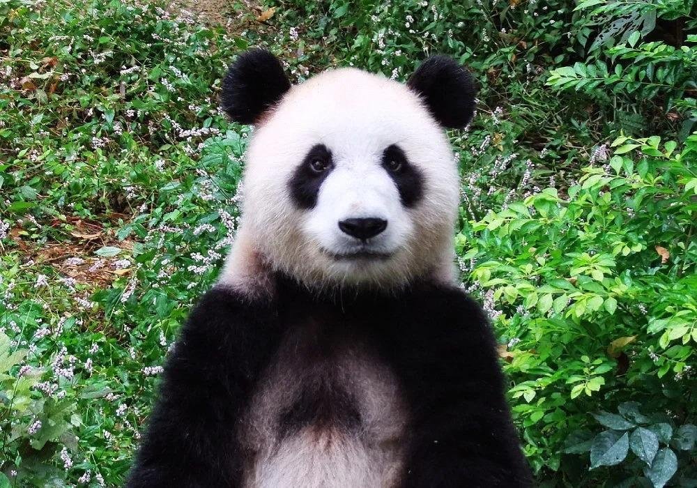 Panda Mei Xin 9