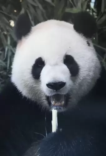 Panda Meng Bao 1
