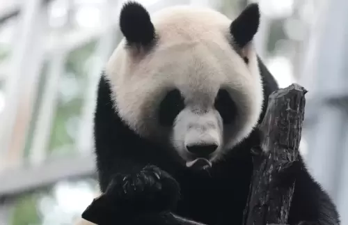 Panda Meng Bao 19