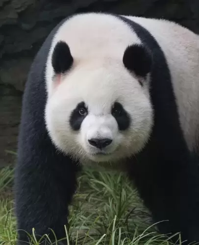Panda Meng Bao 3