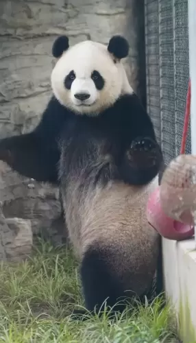 Panda Meng Bao 5