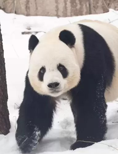 Panda Meng Da 12