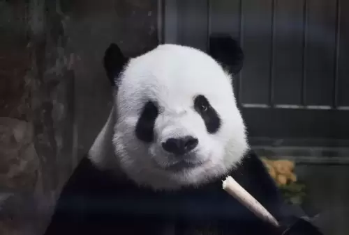 Panda Meng Er 2