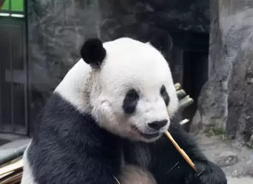 Panda Meng Er 8