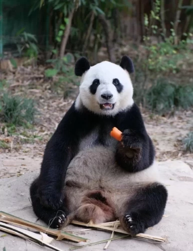 Panda Meng Meng 2014 1