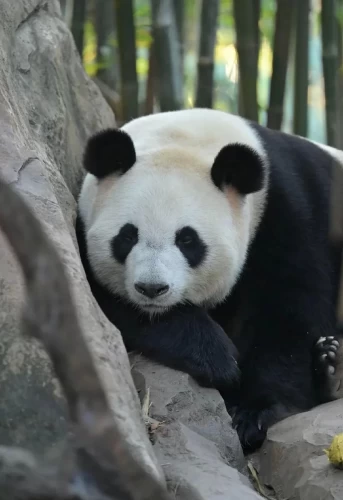 Panda Meng Meng 2014 10