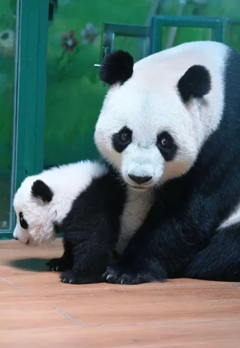 Panda Meng Meng 2014 10