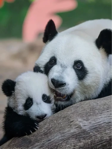 Panda Meng Meng 2014 12