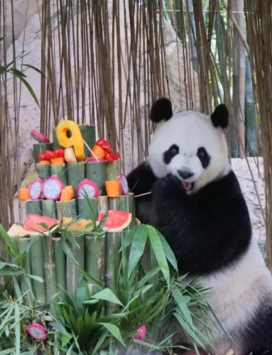 Panda Meng Meng 2014 2