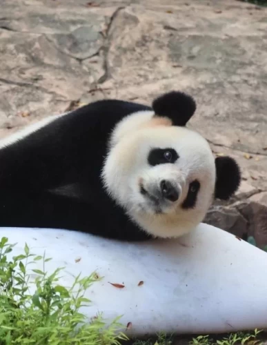 Panda Meng Meng 2014 4