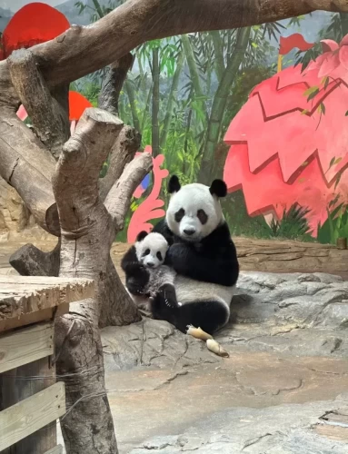 Panda Meng Meng 2014 5