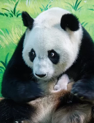 Panda Meng Meng 2014 6
