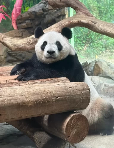 Panda Meng Meng 2014 7