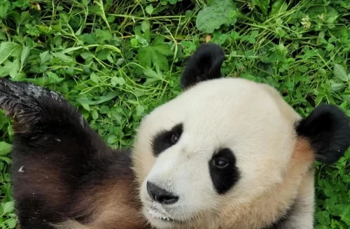 Panda Meng Meng 2014 9