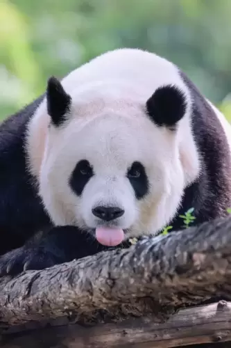 Panda Meng Meng (beijing Zoo) 12