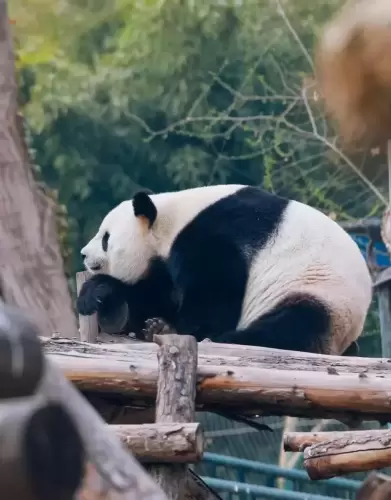 Panda Meng Meng (beijing Zoo) 14