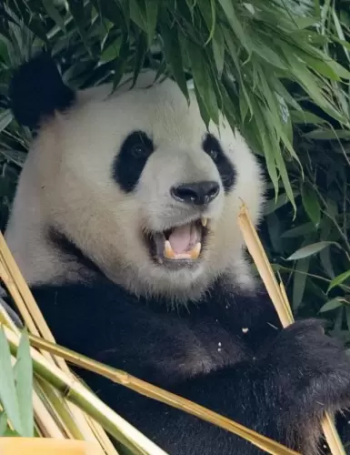 Panda Meng Meng (beijing Zoo) 17