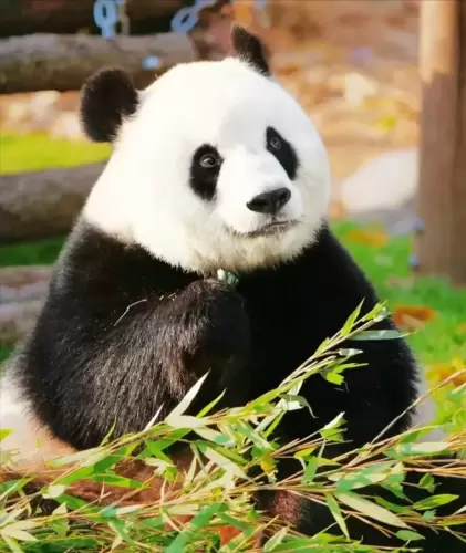 Panda Meng Meng (beijing Zoo) 18