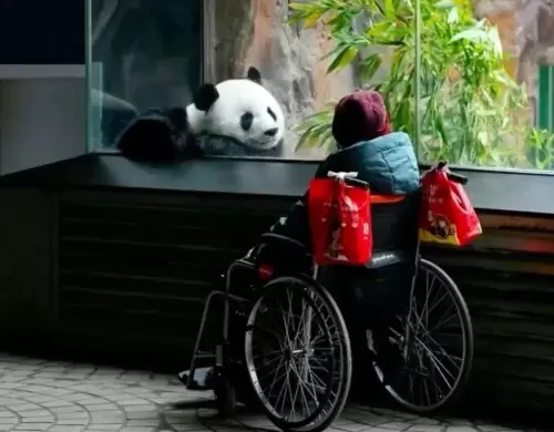 Panda Meng Meng (beijing Zoo) 2