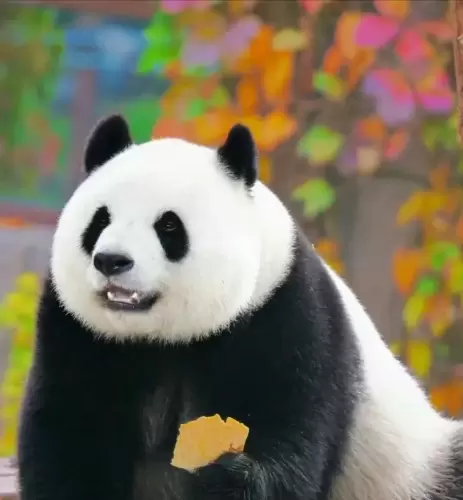 Panda Meng Meng (beijing Zoo) 7