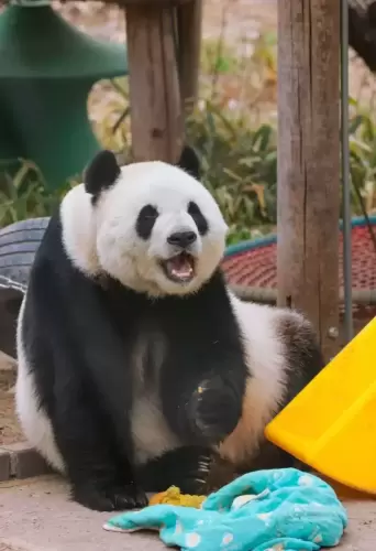 Panda Meng Meng (beijing Zoo) 9
