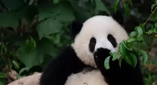Panda Nao Nao 18
