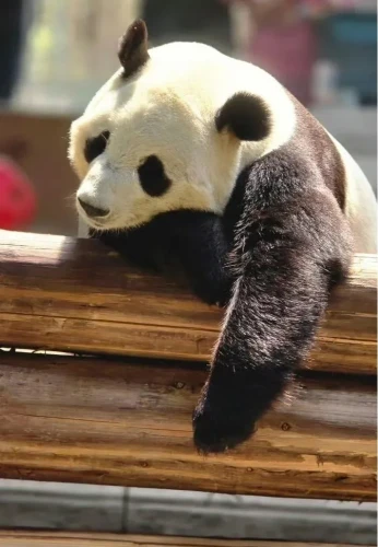 Panda Nian Nian 3