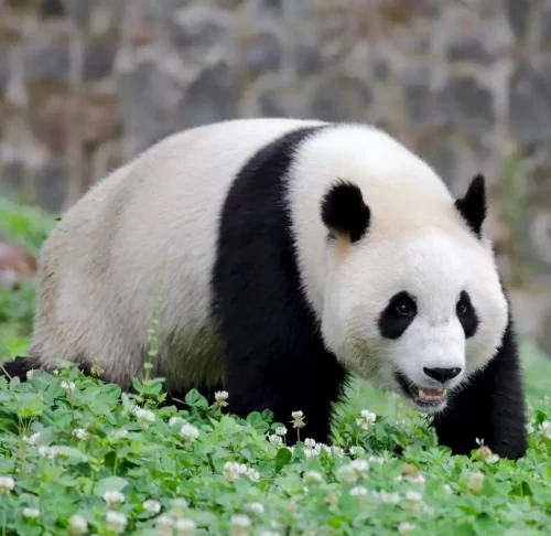 Panda Pan Yue 1