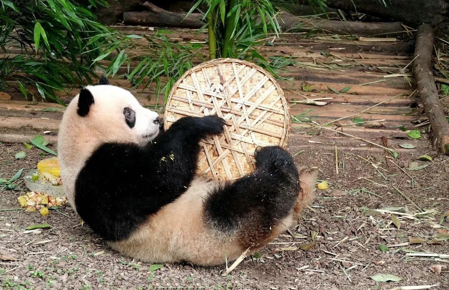 Panda Qi Guo 3