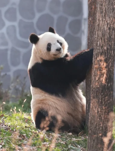 Panda Qi Ming Ming 1