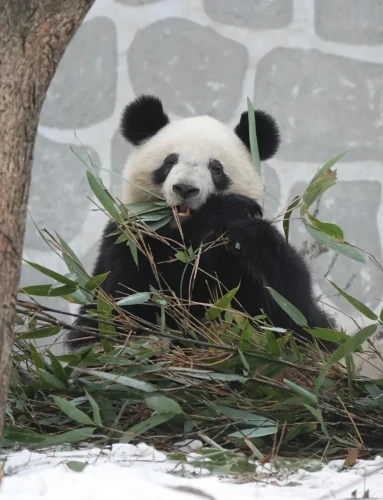 Panda Qi Ming Ming 4