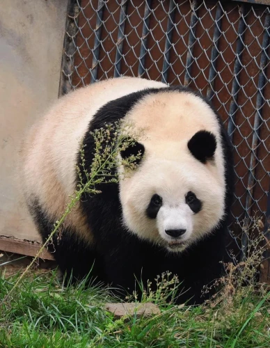 Panda Qi Ming Ming 5