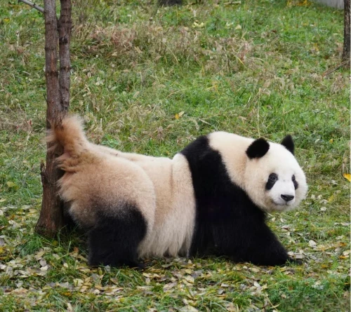 Panda Qi Ming Ming 6