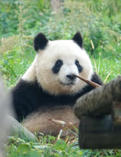 Panda Qi Ming Ming 7