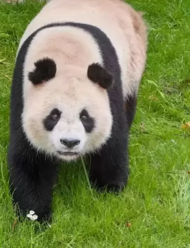 Panda Qi Qi 3