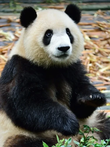 Panda Qi Qiao 1